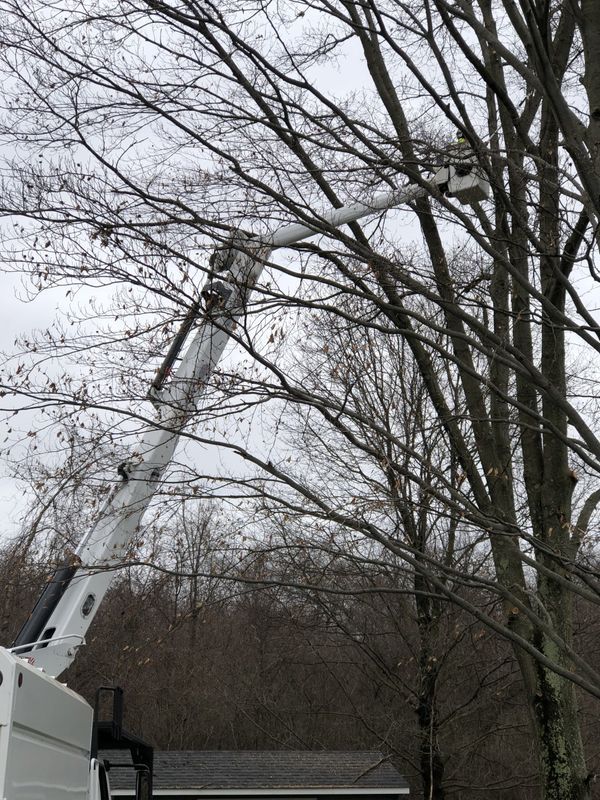 A crane is cutting a tree in front of a house.