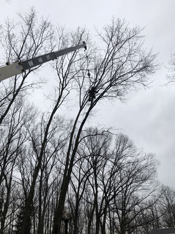 A black and white photo of a tree being cut down by a crane.