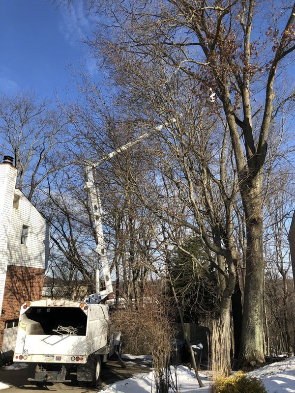 A tree surgeon is cutting a tree in front of a house.