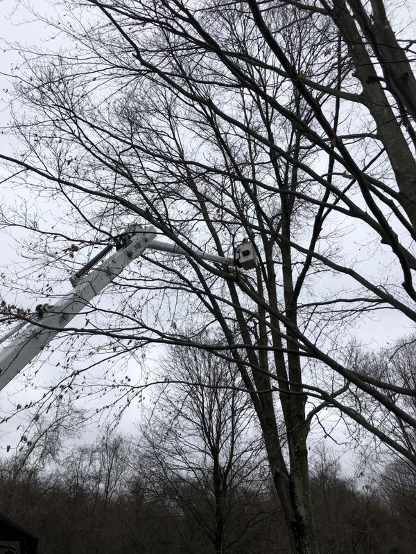 A person is cutting a tree with a crane.