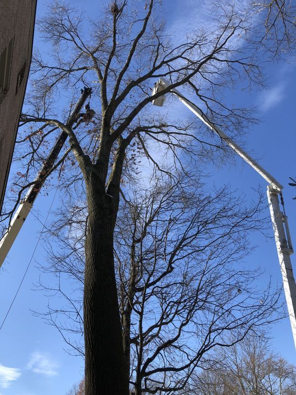 A crane is cutting a tree with a blue sky in the background.