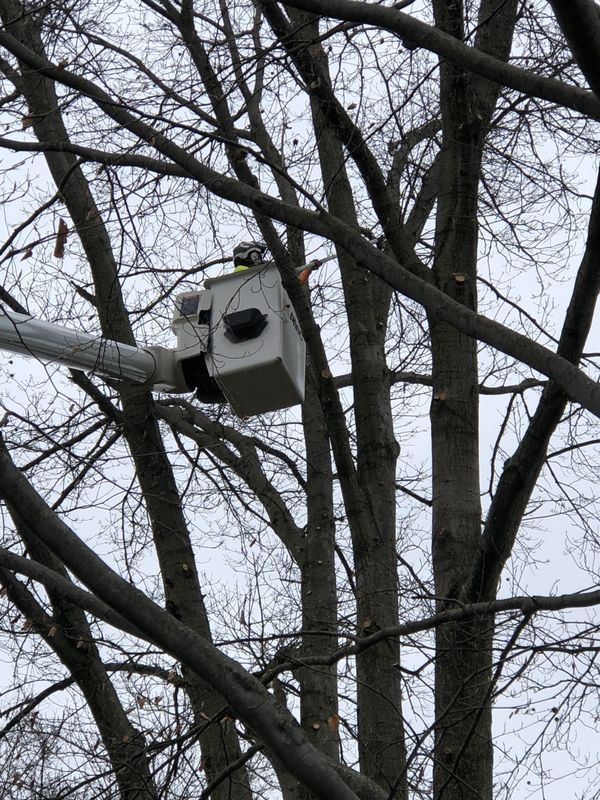 A man in a bucket is cutting a tree