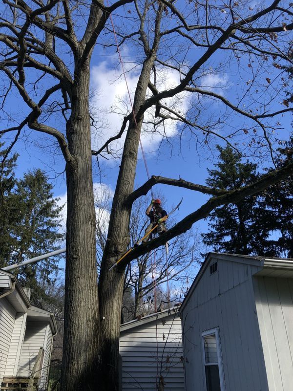 A man is climbing a tree in front of a house.