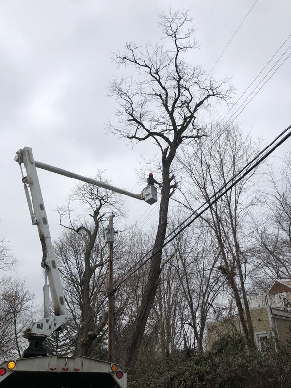 A man in a bucket is cutting a tree.