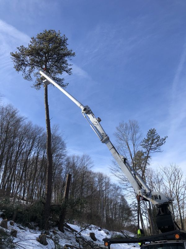 A crane is cutting a tree in the woods.