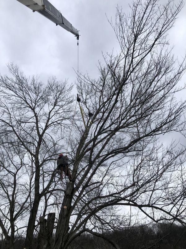 A man is cutting a tree with a crane.