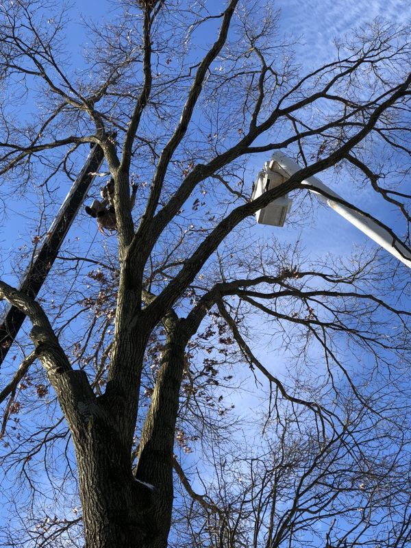 A man in a bucket is cutting a tree.