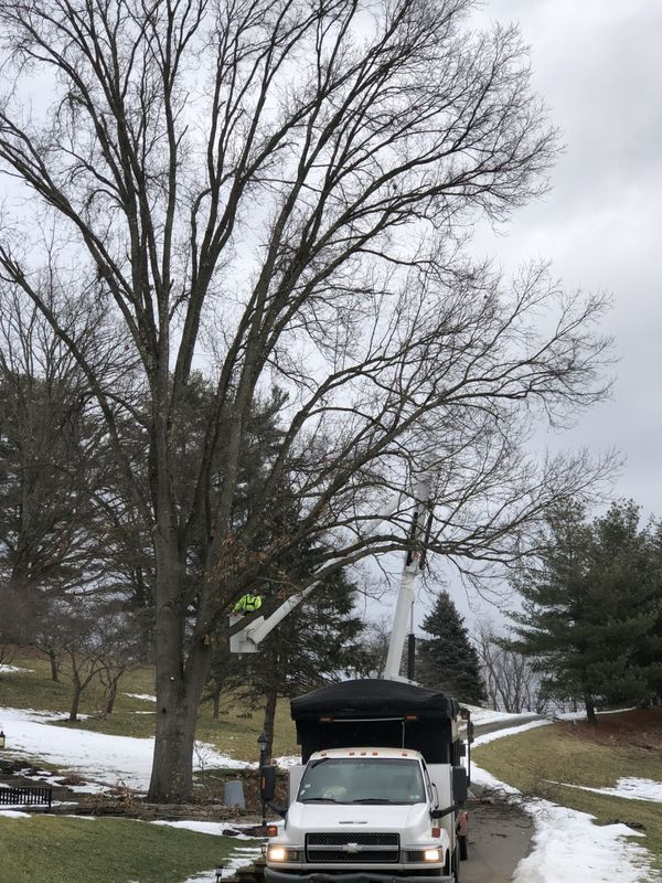 A white truck with a crane on top of it is cutting a tree.