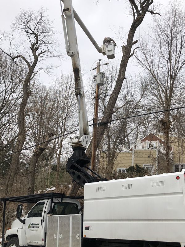 A white truck with a crane on top of it is cutting a tree.