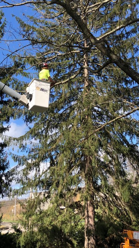 A man in a bucket is cutting a tree.