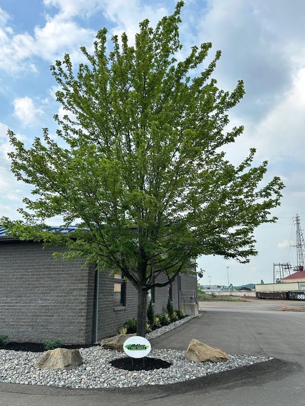 A large tree with lots of leaves is in front of a building