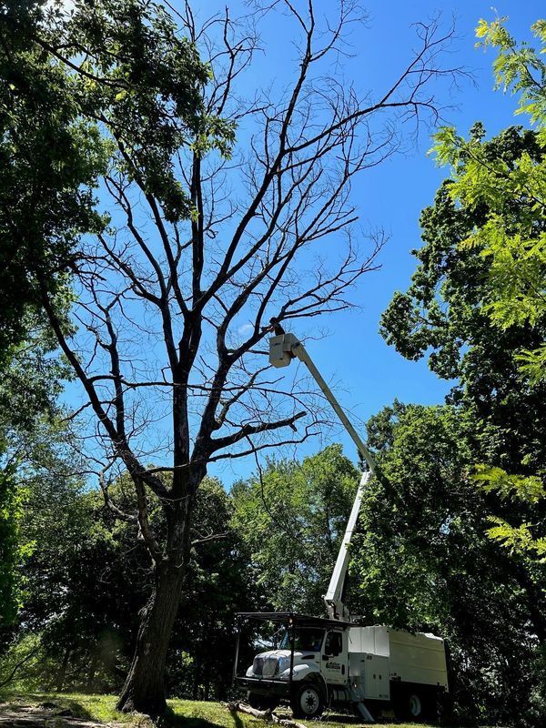 A white truck with a bucket on top of it is cutting a tree.