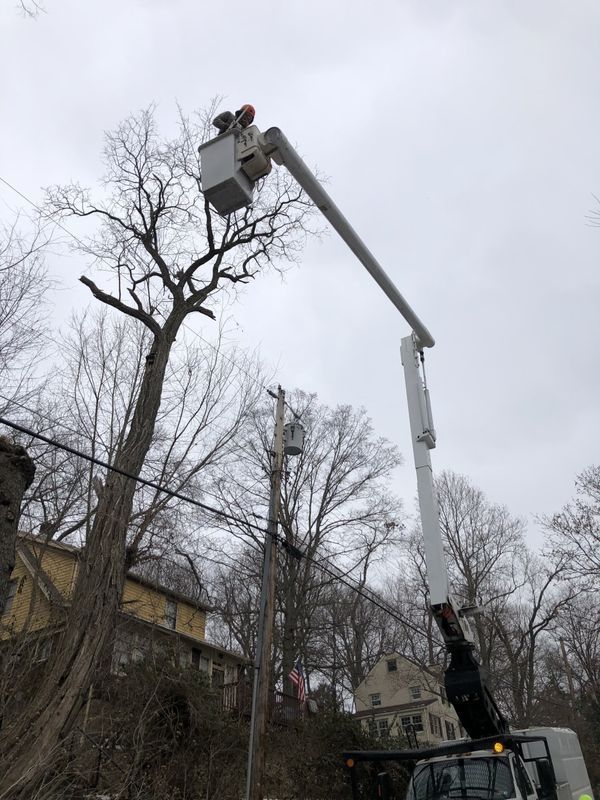 A man is cutting a tree with a crane.