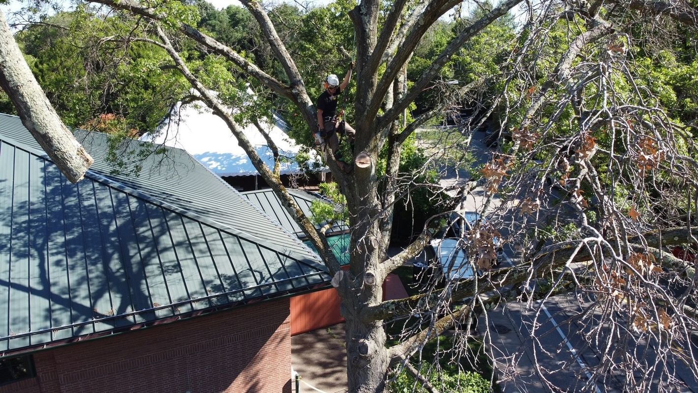 A man is climbing a tree in front of a house.