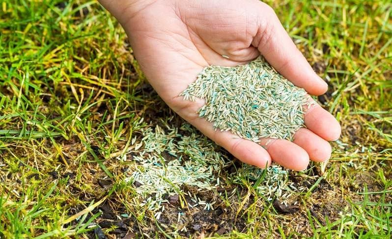 A person is holding a pile of grass seeds in their hand.