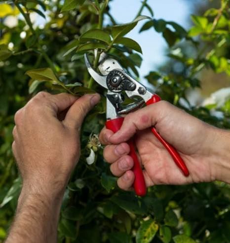 A person is cutting a plant with a pair of scissors