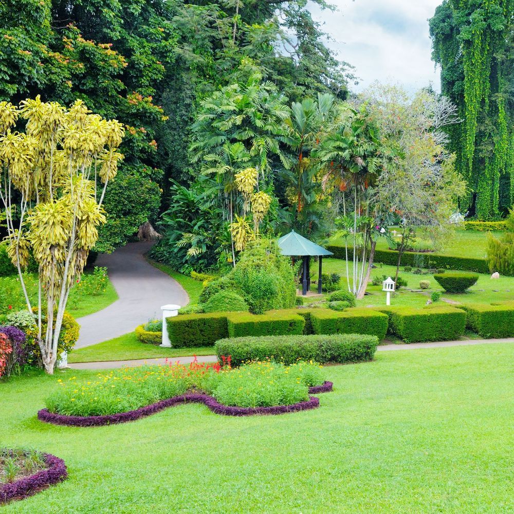 A lush green garden with a path going through it