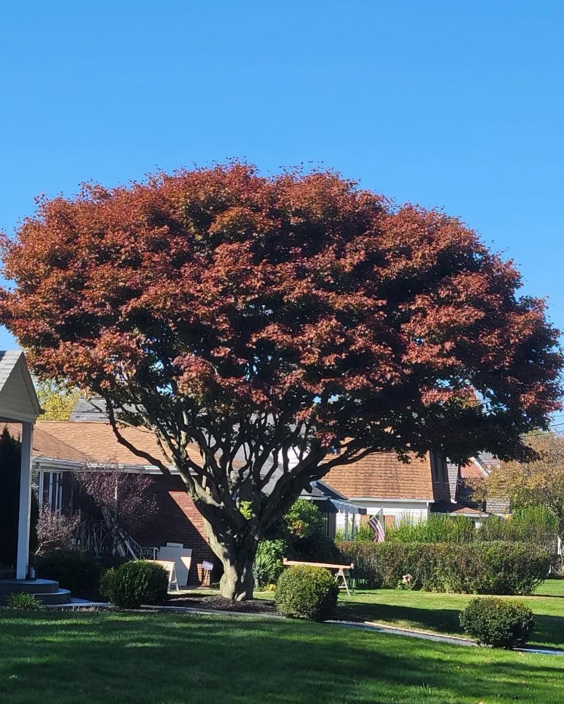 A tree with red leaves in front of a house