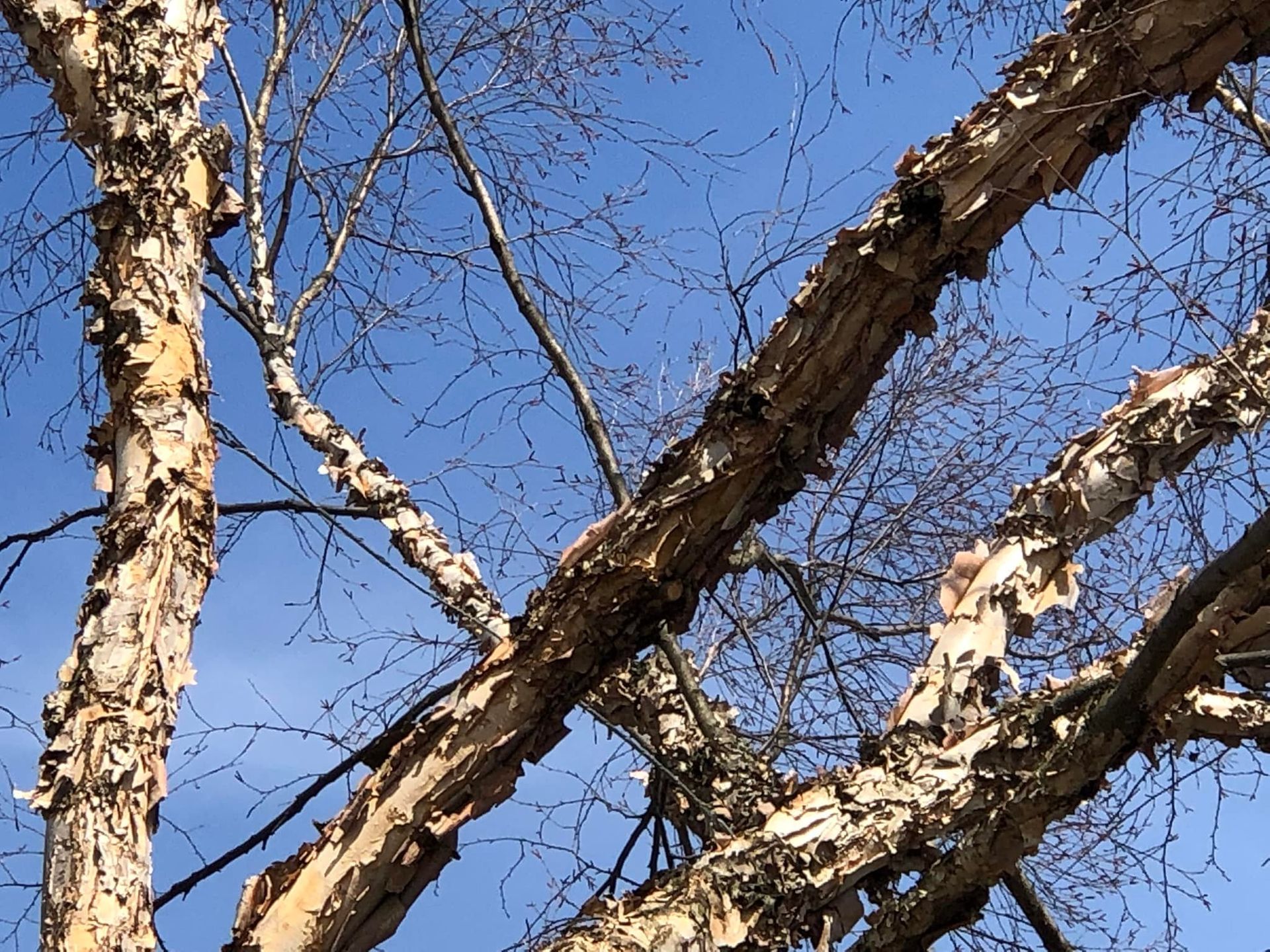 Looking up at a tree with a blue sky in the background