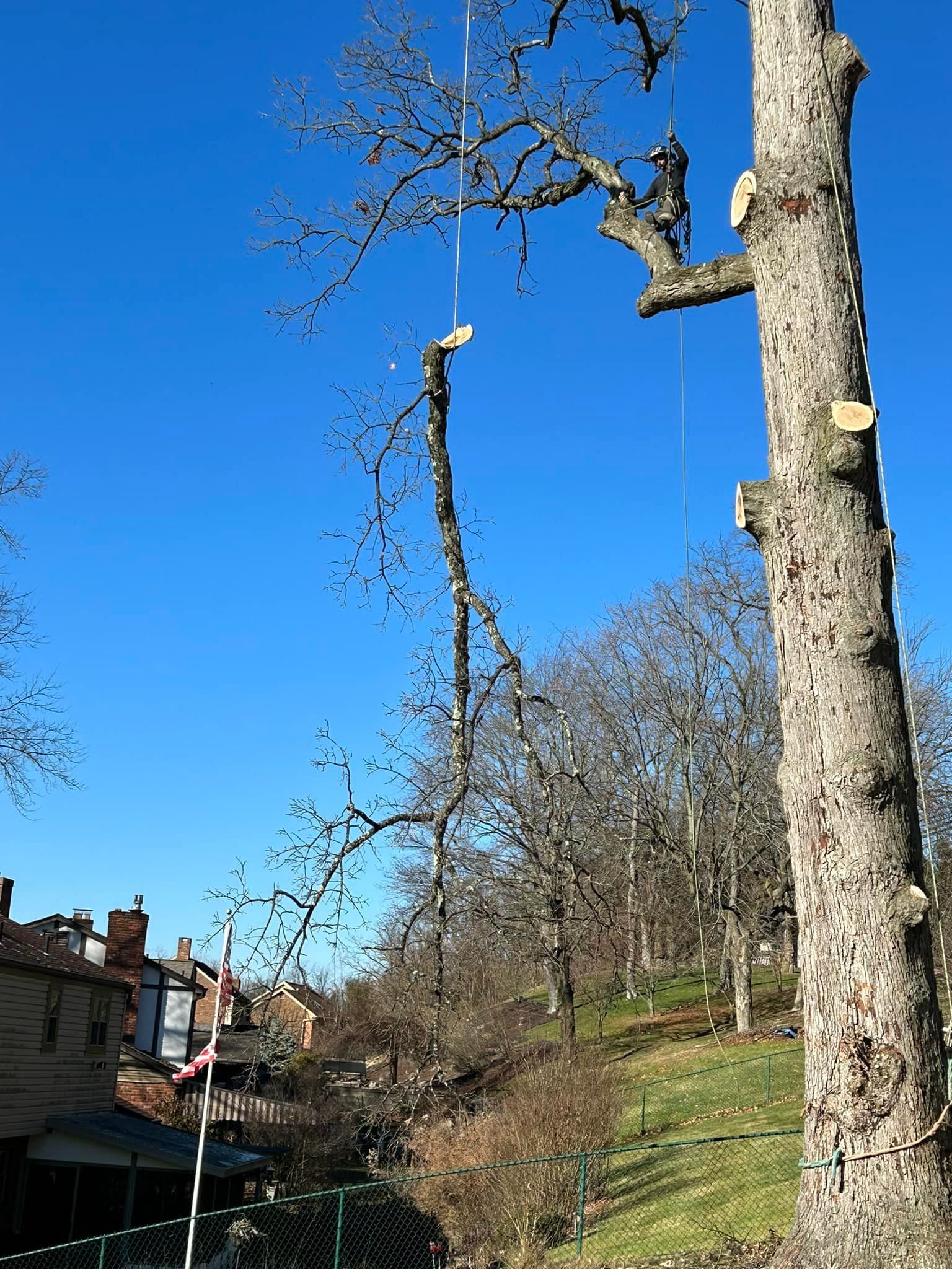 A man is climbing a tree with a chainsaw.