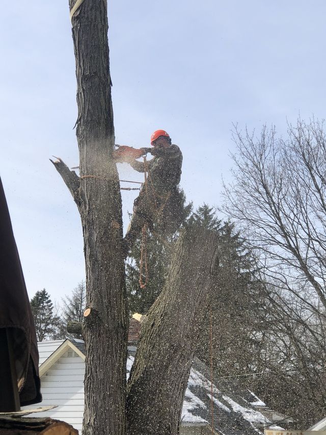 A man is cutting down a tree with a chainsaw.