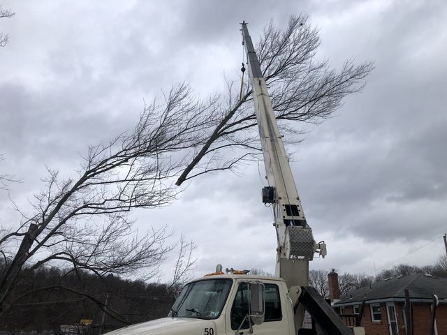 A white truck with a crane attached to it is cutting a tree.