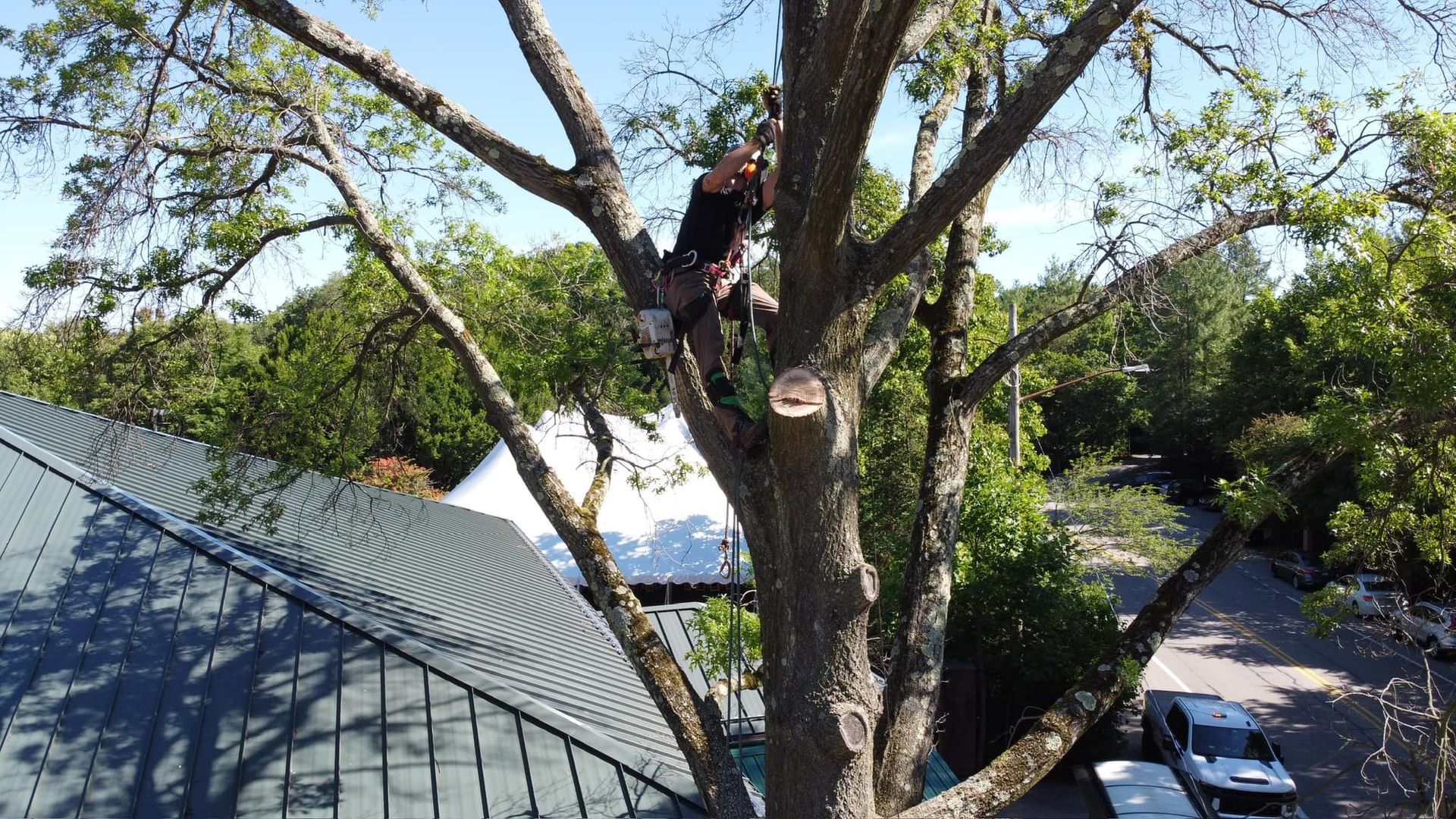 Adler Tree Service & Landscaping