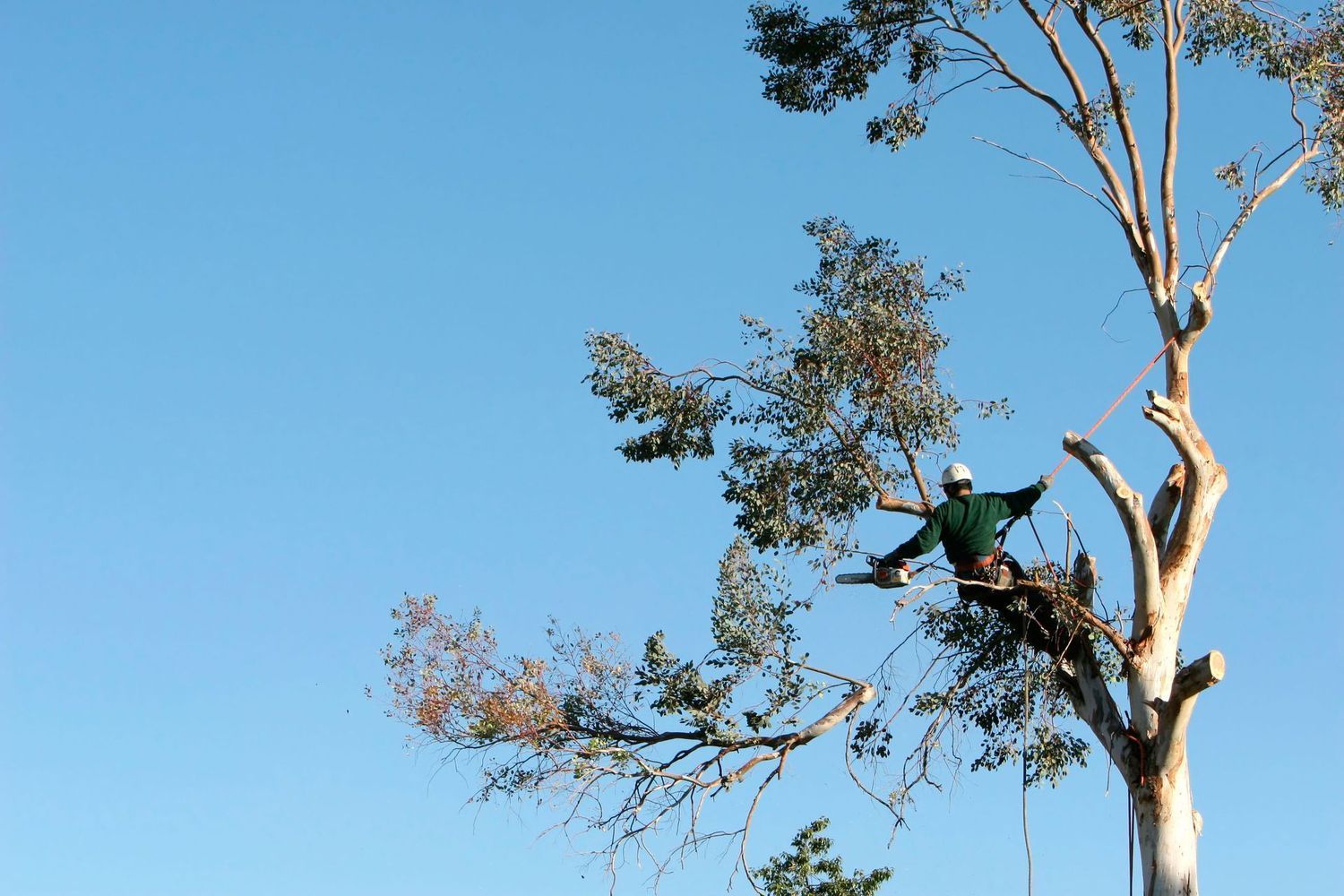 A man is climbing a tree with a chainsaw.
