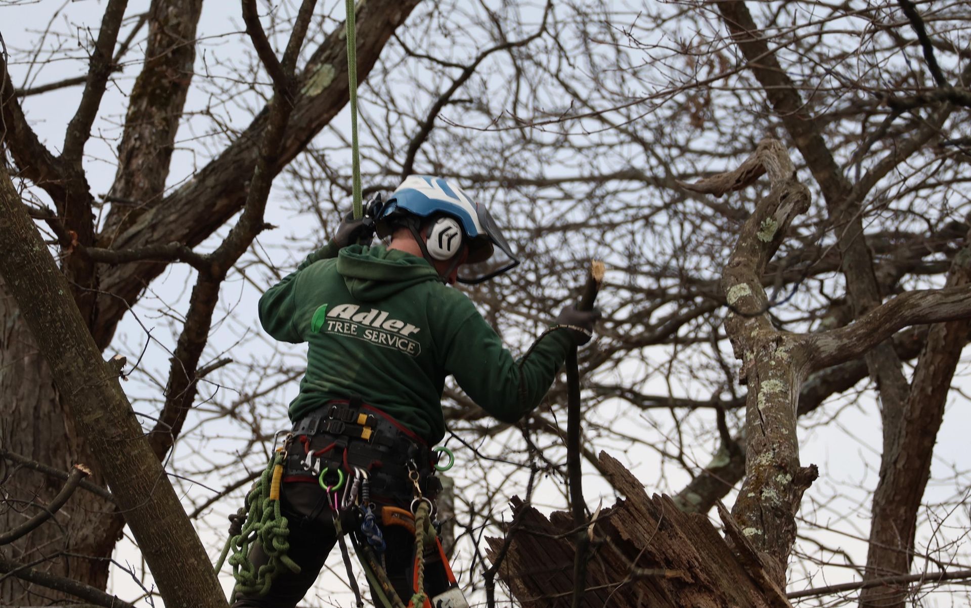 Adler Tree Service & Landscaping