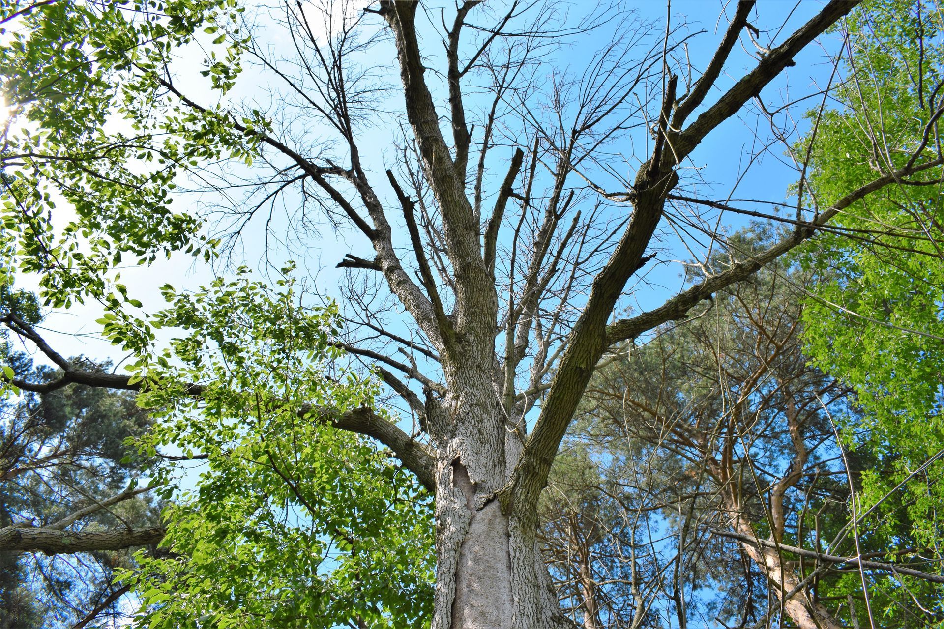 Tall tree with bare branches and green foliage against a blue sky.