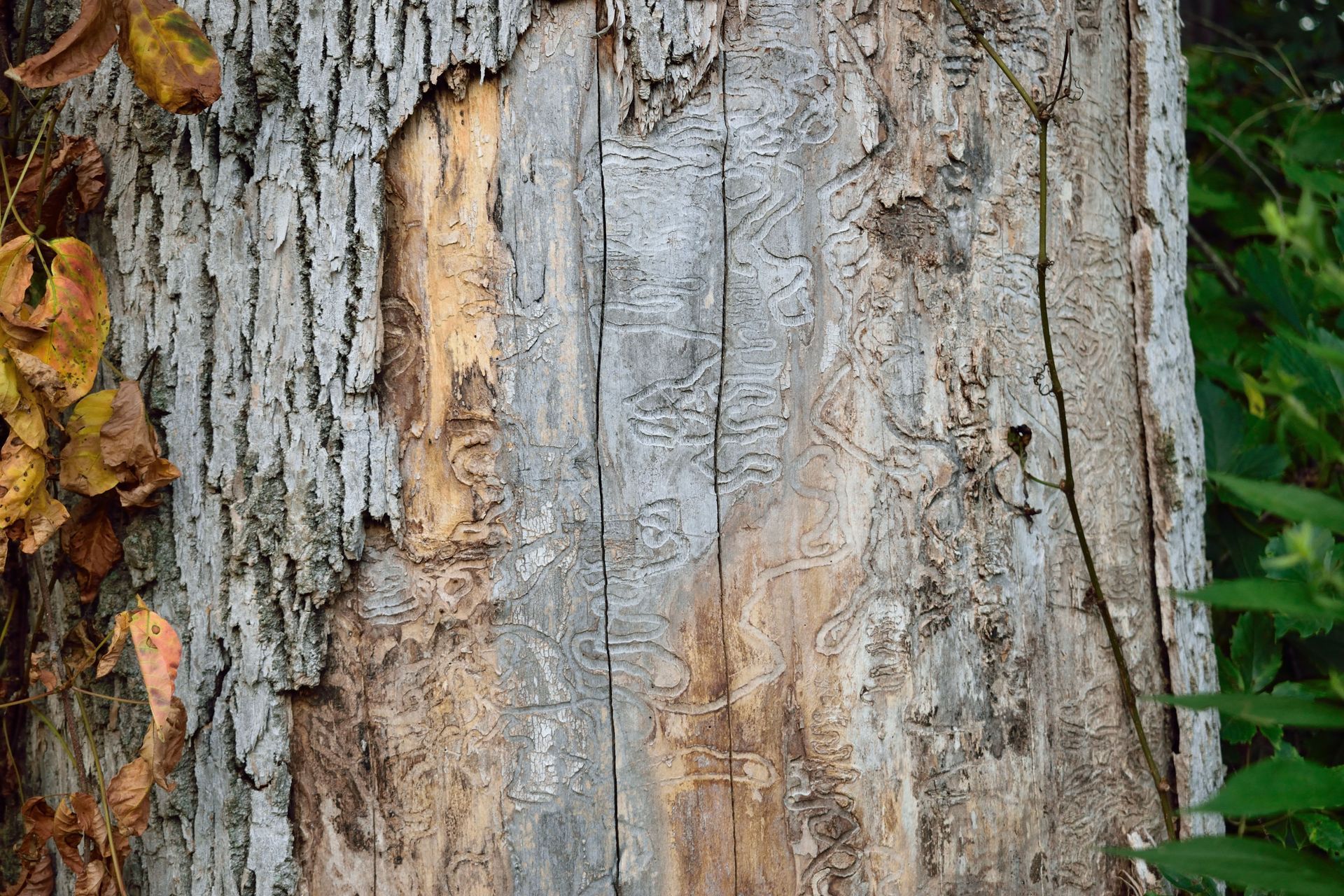 Close-up of a tree trunk with peeling bark and visible insect trails, with some brown and green foliage.