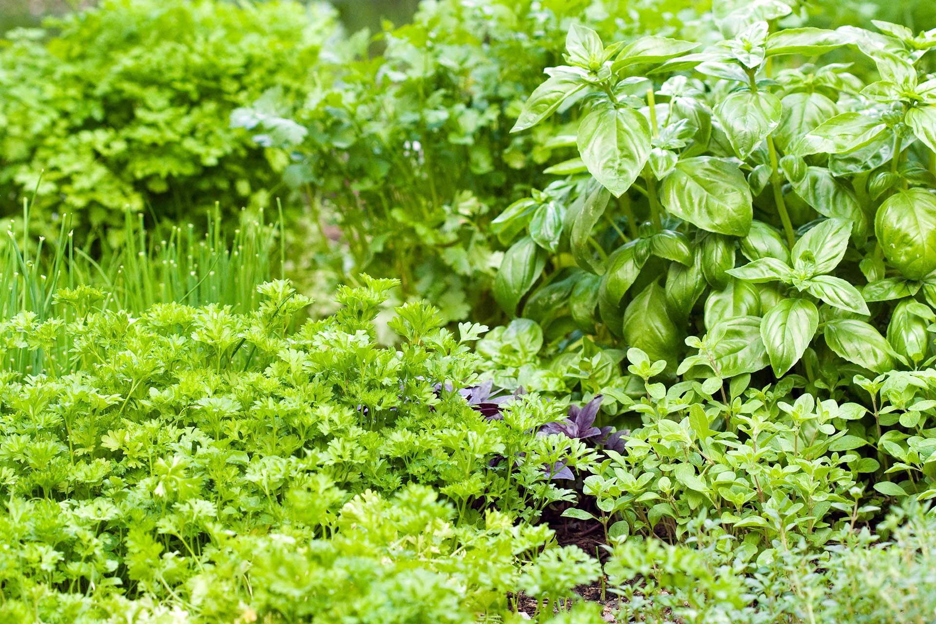 Adler Tree Service & Landscaping