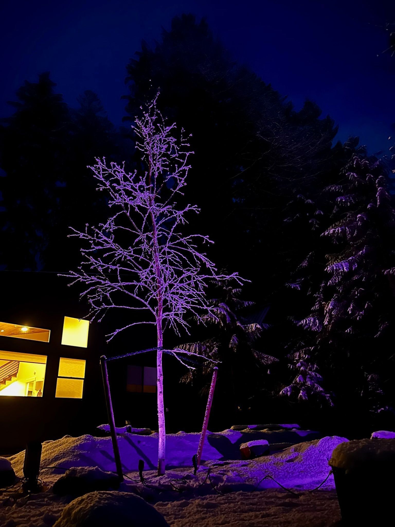 Tree lit with purple lights at night near a building with lit windows.