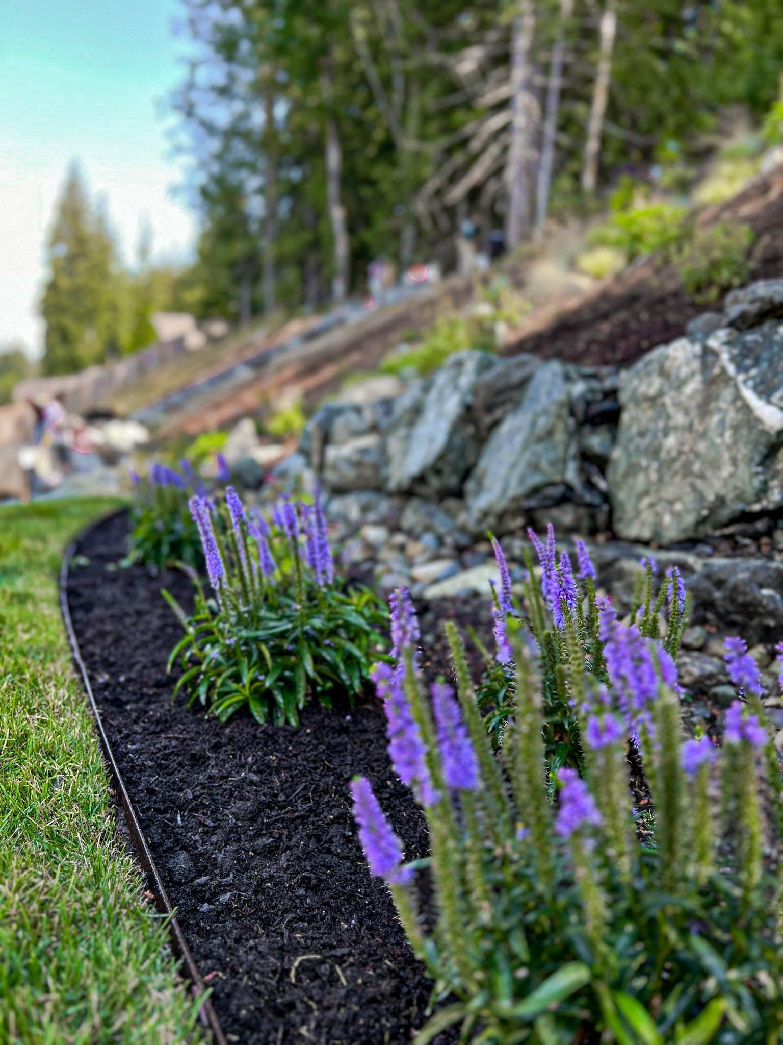 Purple flowers in a mulched bed with rocks and trees in the background.