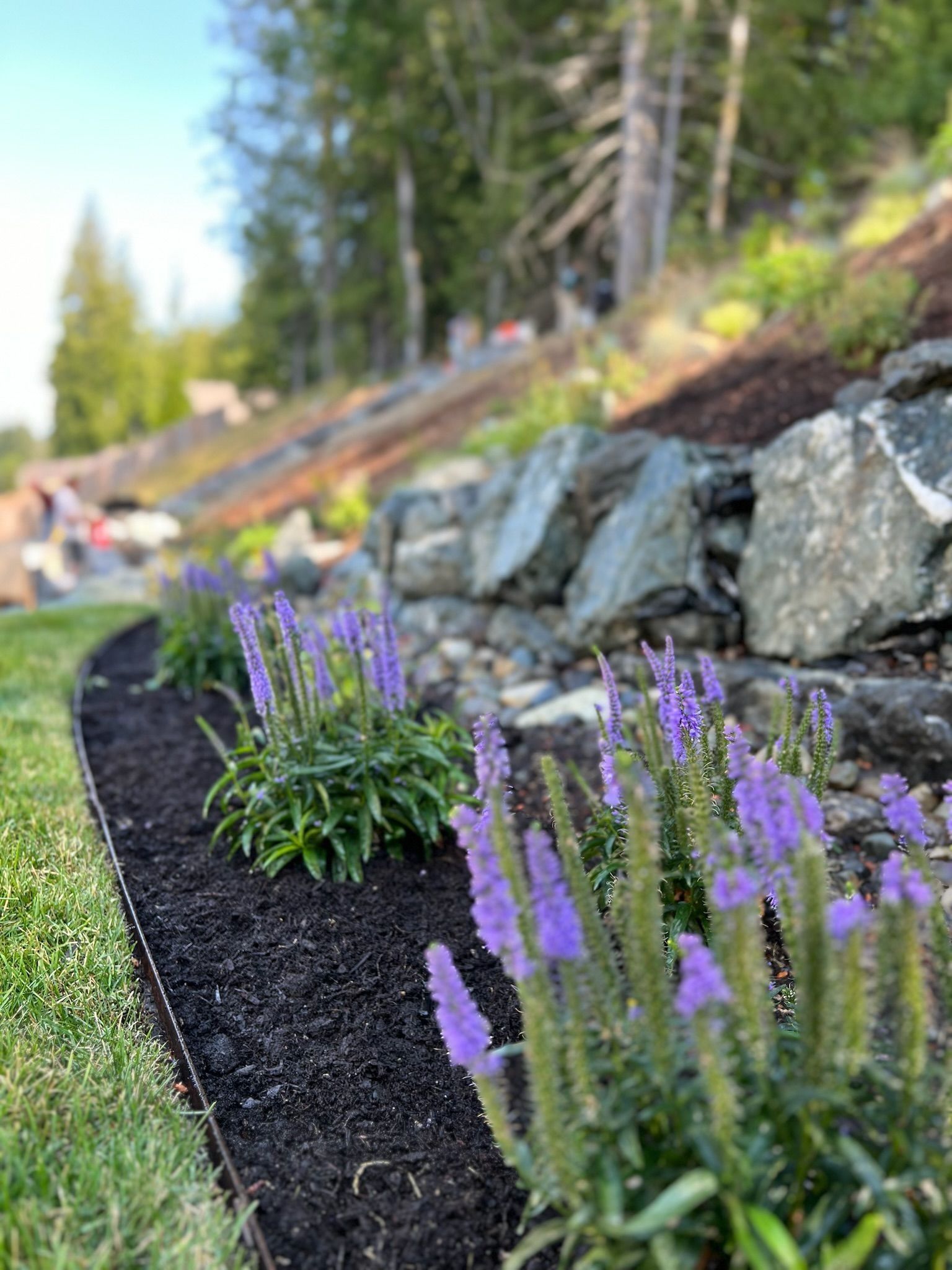Purple flowers bloom in front of a rock wall and hillside.