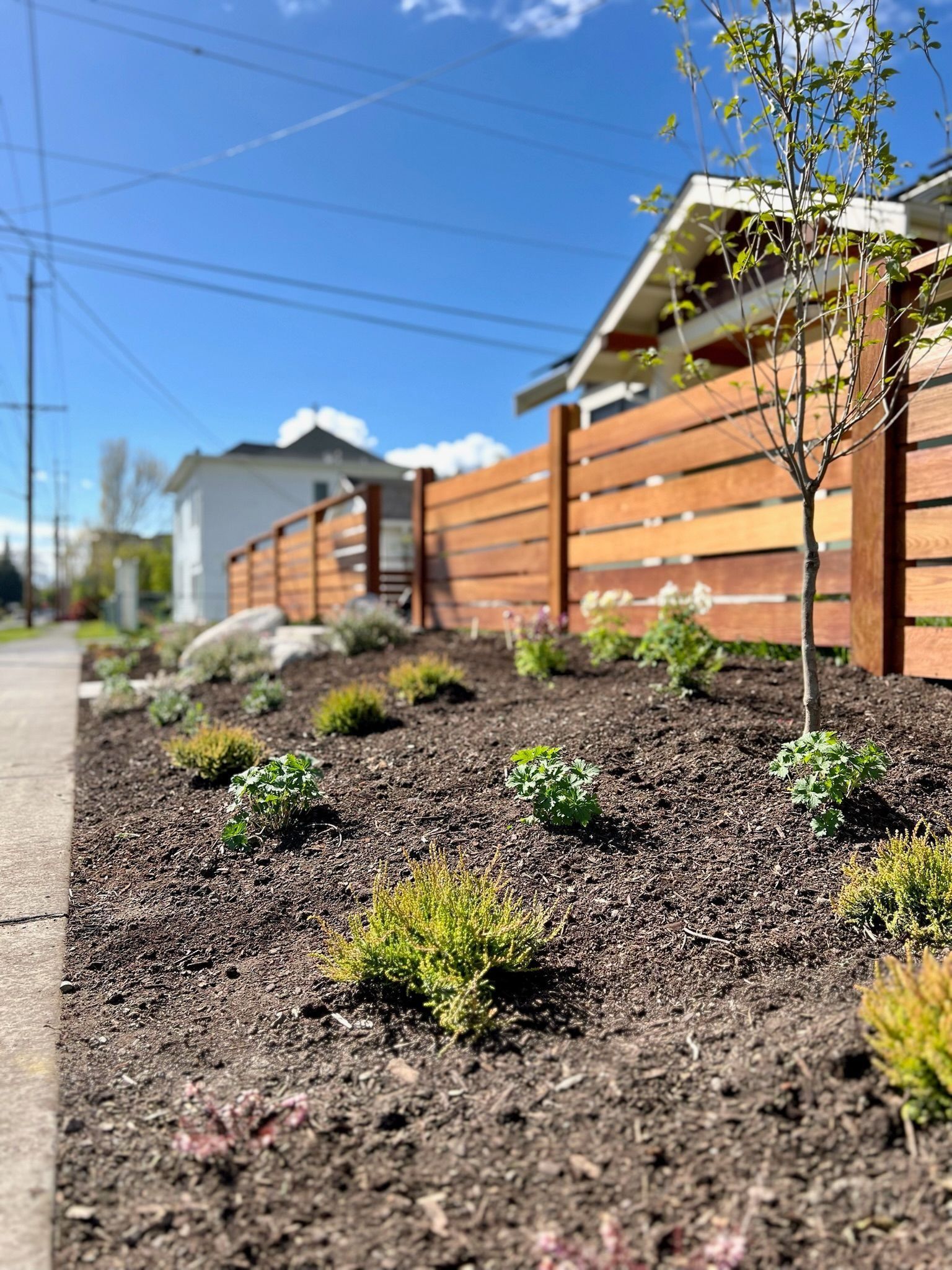 A front yard with a wooden fence, newly planted shrubs, and a sidewalk against a blue sky.