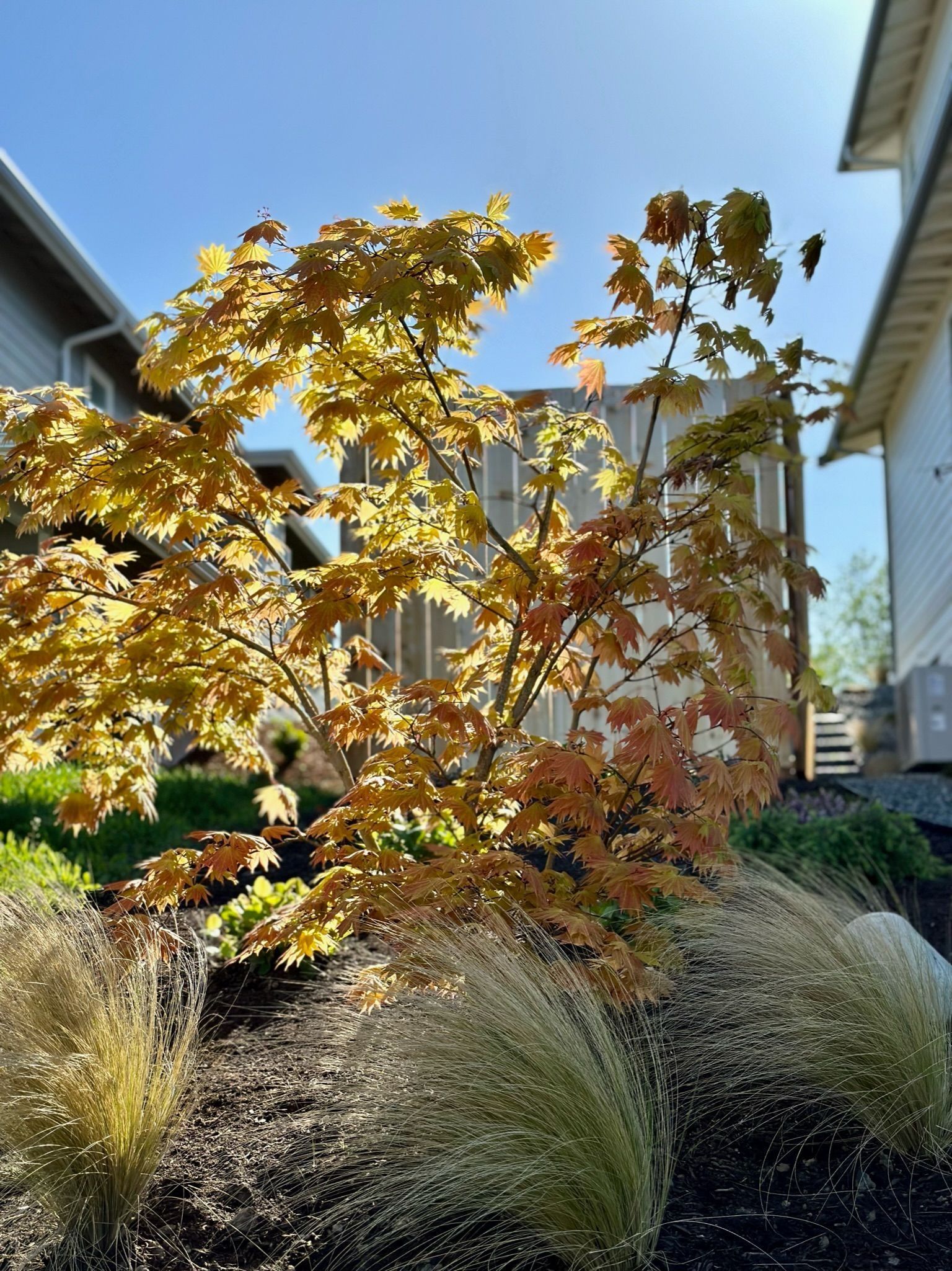 Japanese maple tree with golden leaves, next to ornamental grass and a building, under a sunny sky.