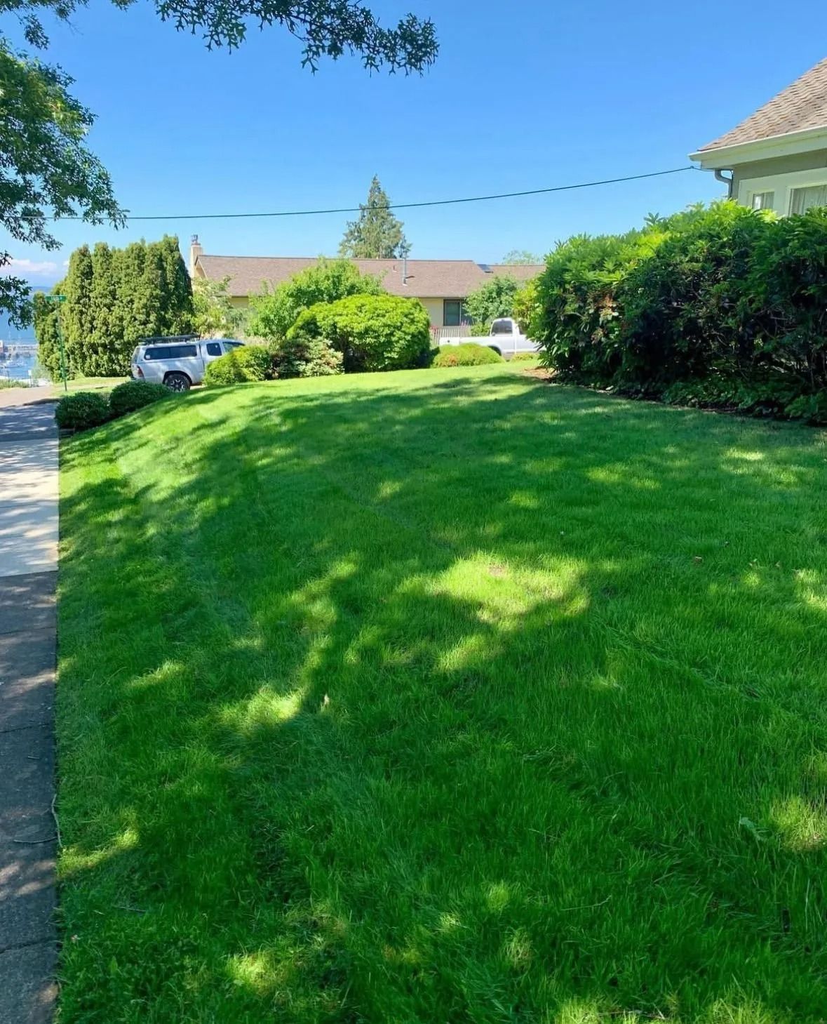 Green lawn in front of a house on a sunny day. A sidewalk runs along the left side.