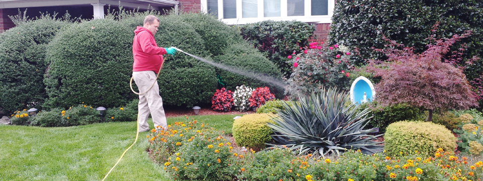 watering lawn and plants