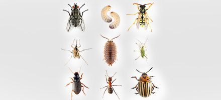pests in your lawn