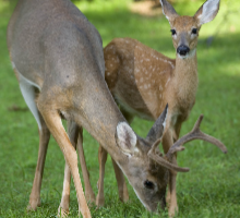 two deers