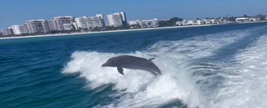 A dolphin is jumping out of the water