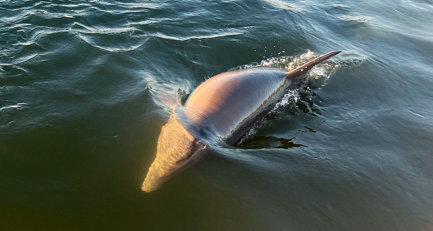A dolphin is swimming in the ocean