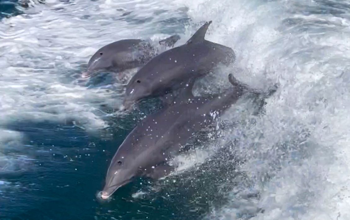 Three dolphins are swimming