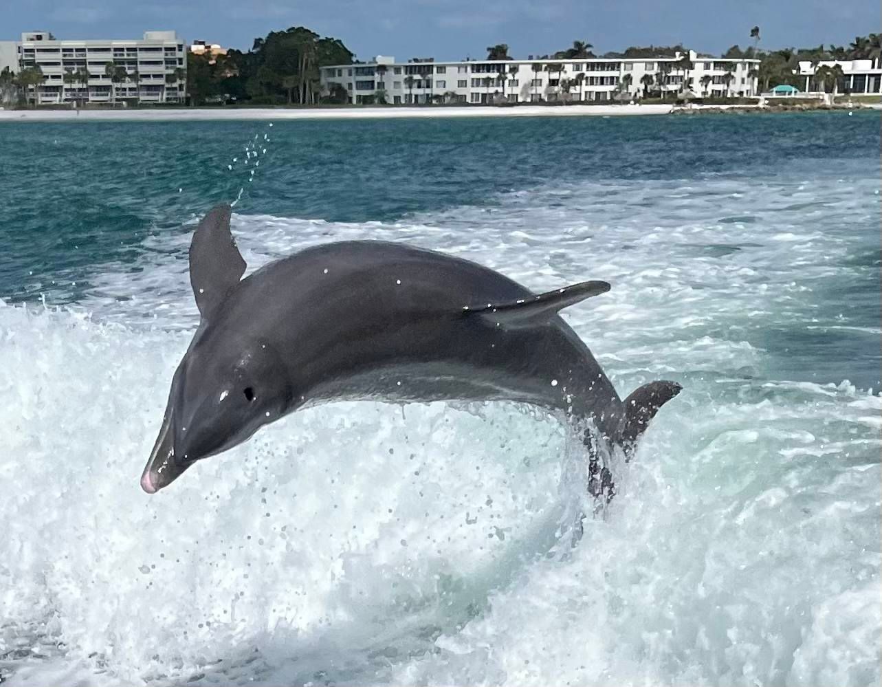 A dolphin is jumping out of the water