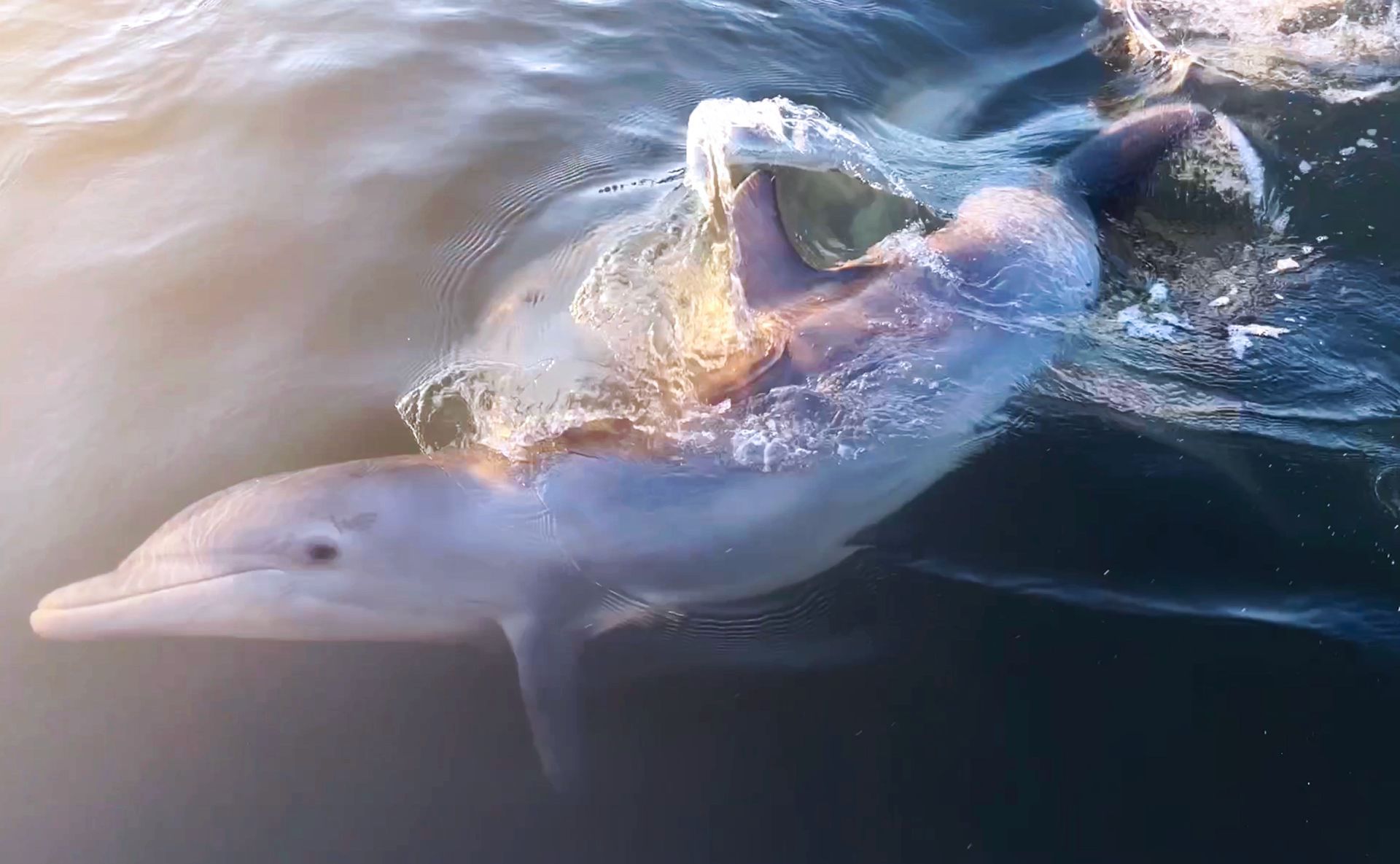 Dolphin underwater