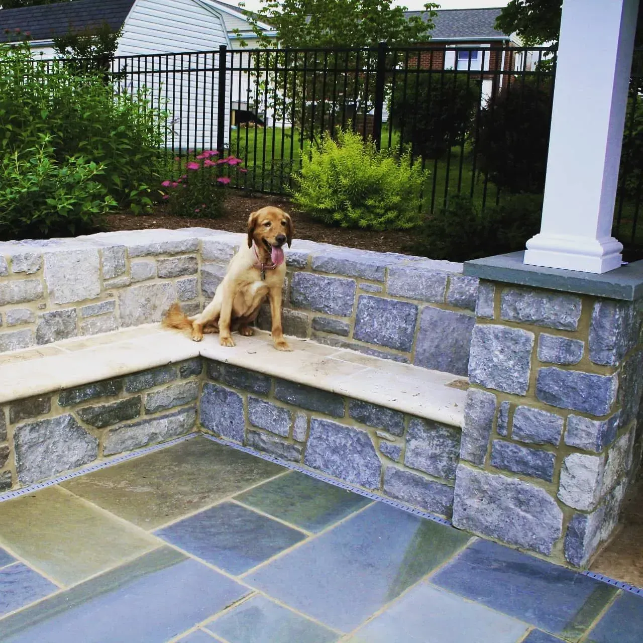 Brown dog sitting on a stone bench in a landscaped backyard by a black metal fence