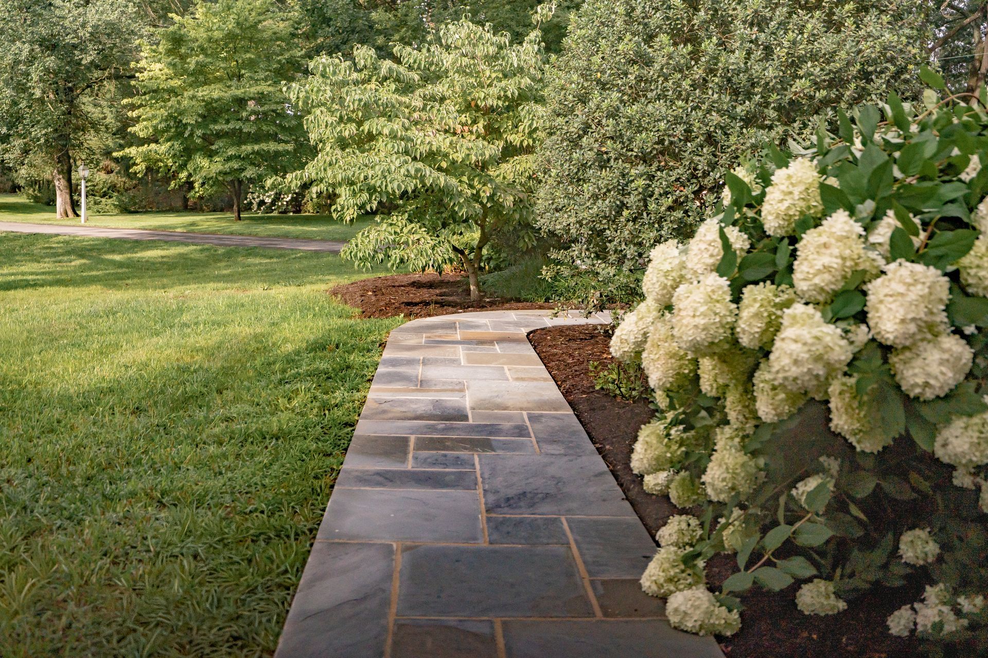Stone garden path beside green lawn and white hydrangeas in a landscaped yard