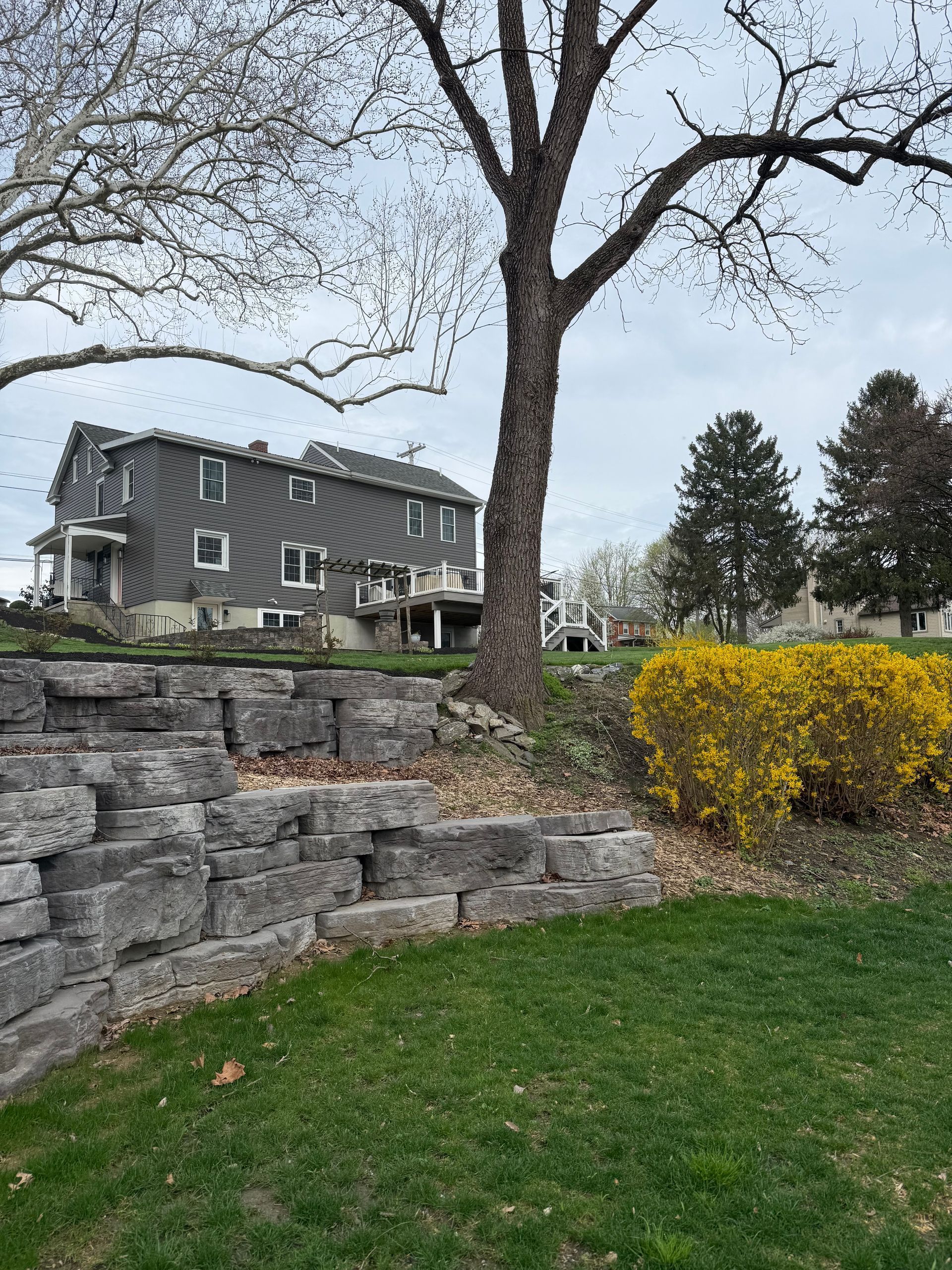 Stone retaining wall and yellow shrubs in a yard, with a large tree and gray house in the background.