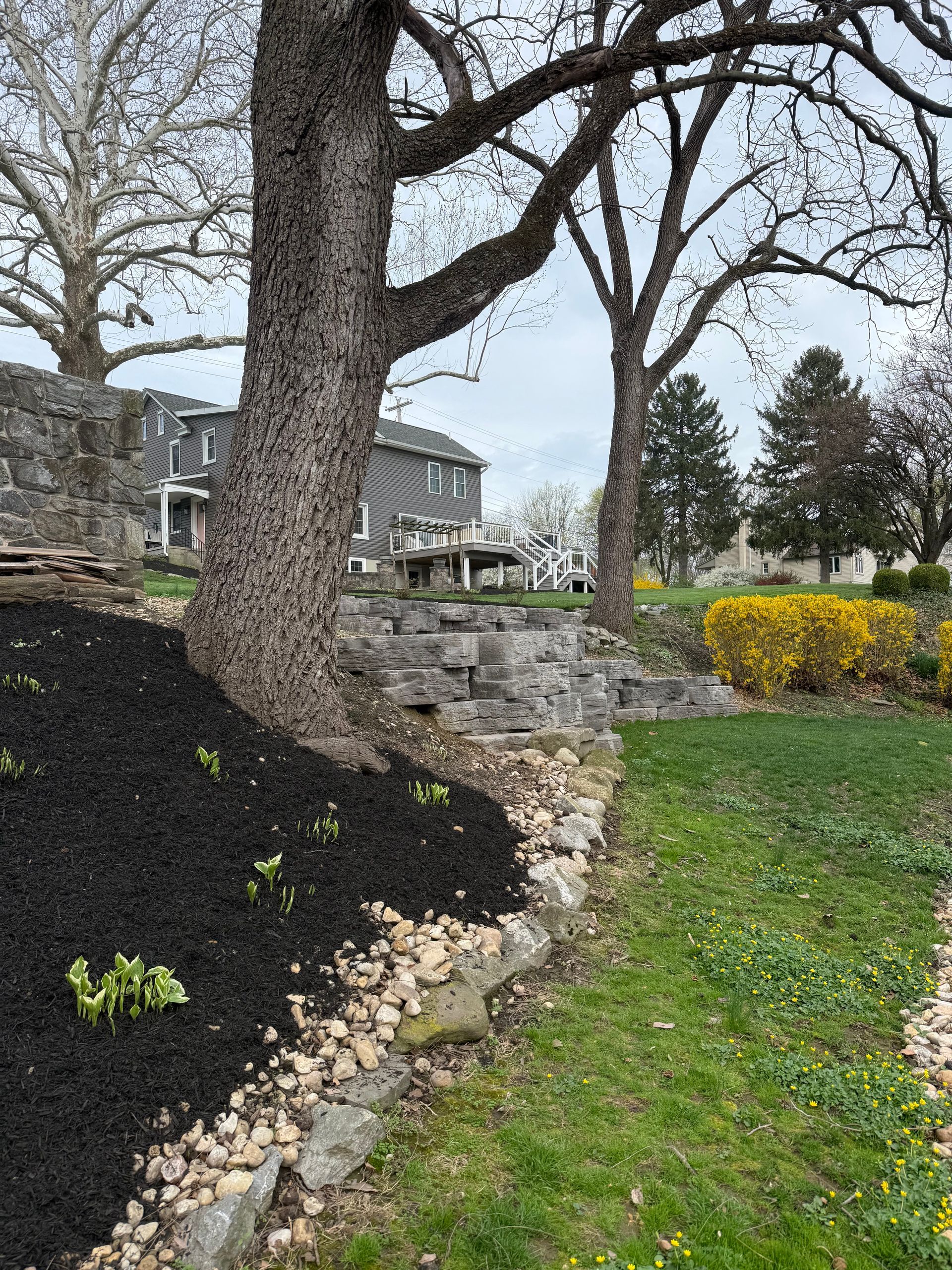 Landscape with large trees, stone retaining wall, mulch bed, and green lawn in a residential yard